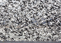 Snow Geese 6390